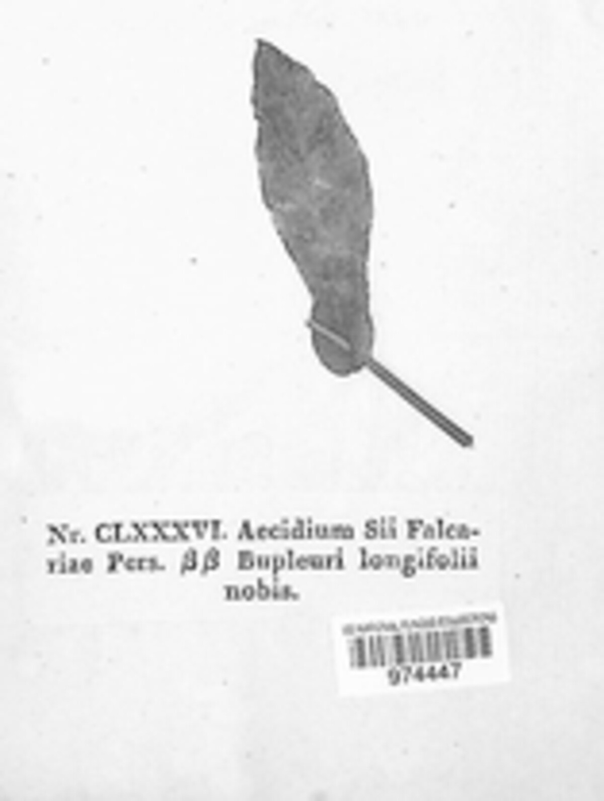 Puccinia sii-falcariae image